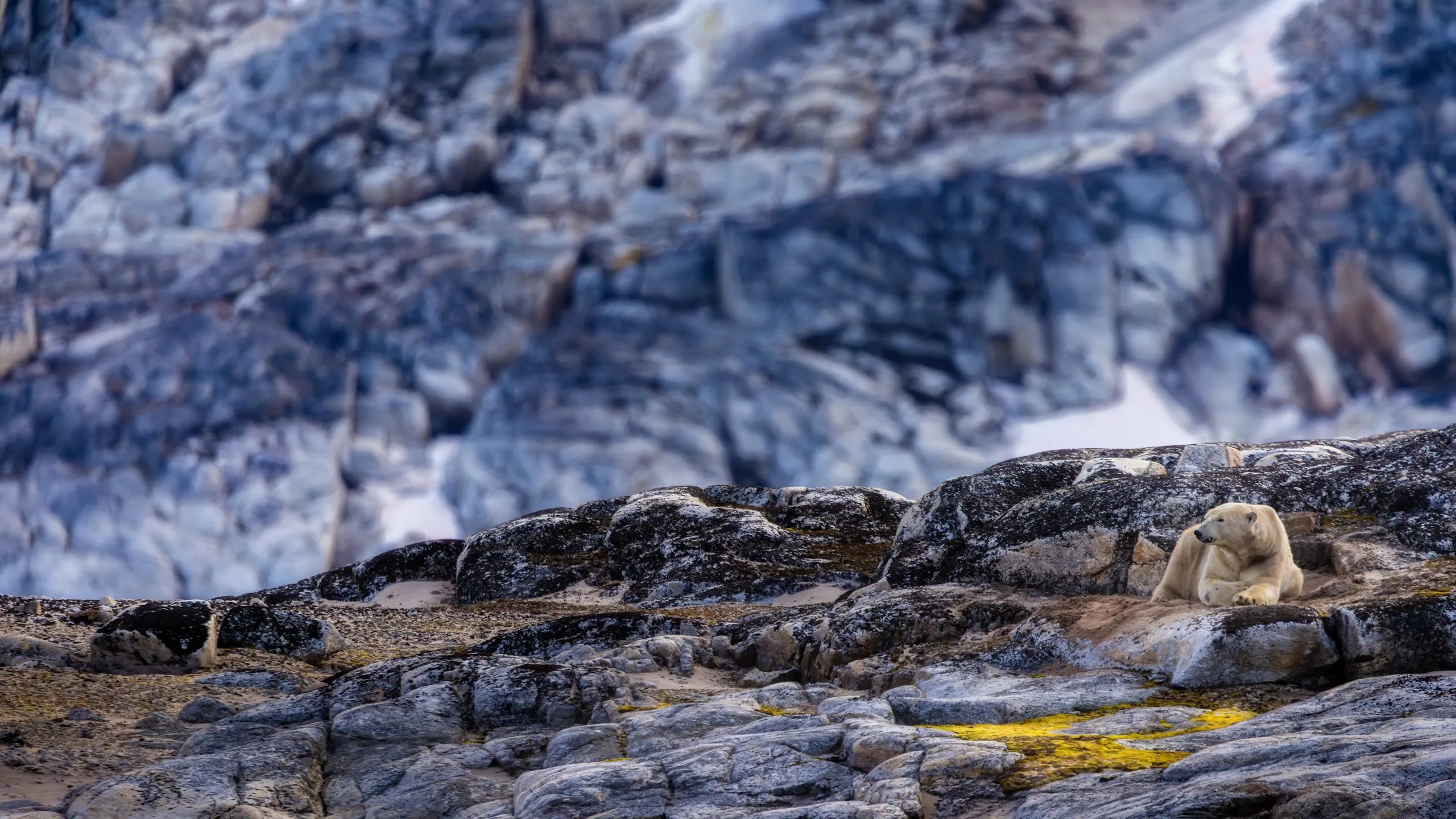 A white arctic fox resting among lichen-covered rocks, Svalbard, Norway — fine art wildlife photography print by Paul Anderson