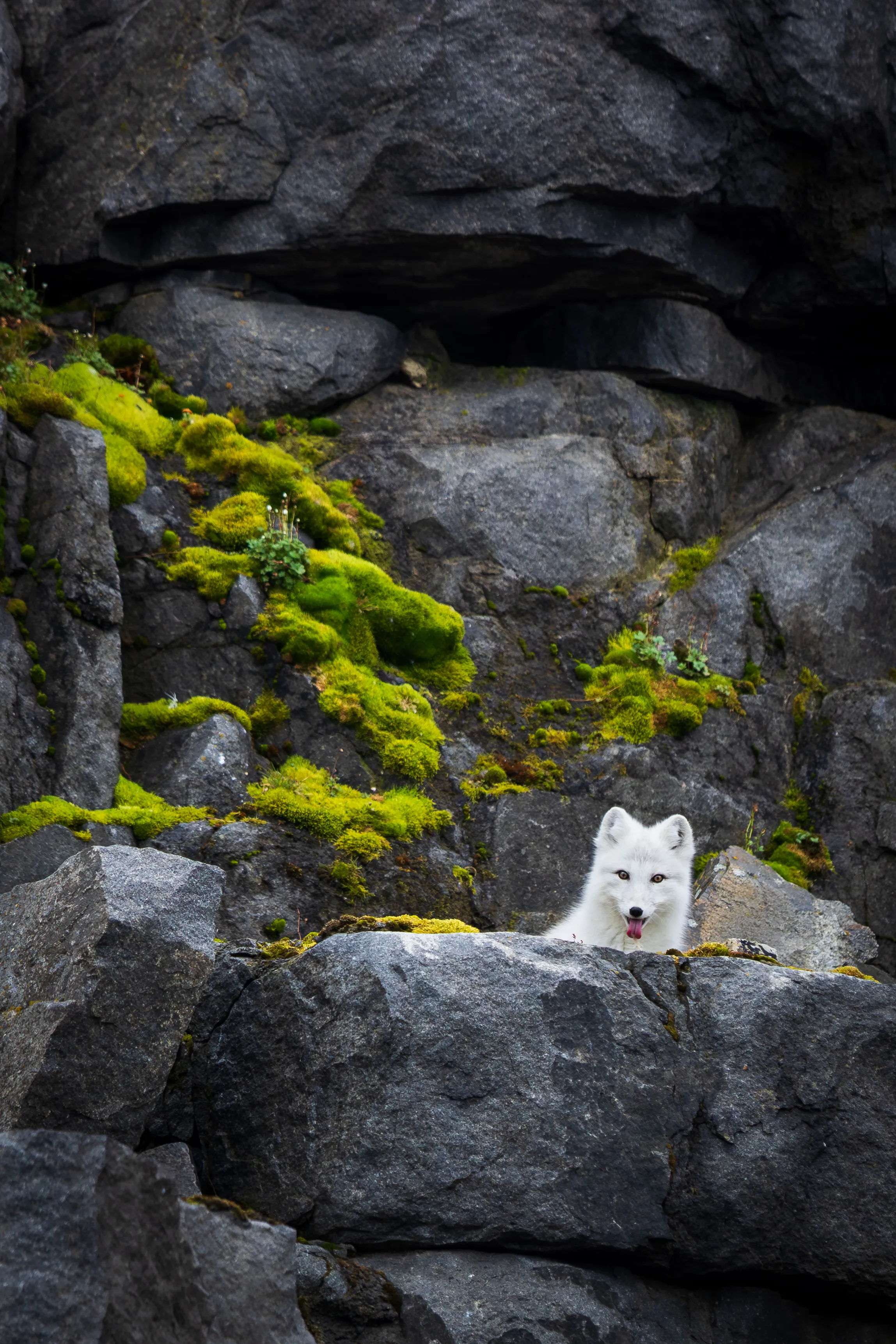 White Fox — fine art wildlife photography print by Paul Anderson, Svalbard, Norway