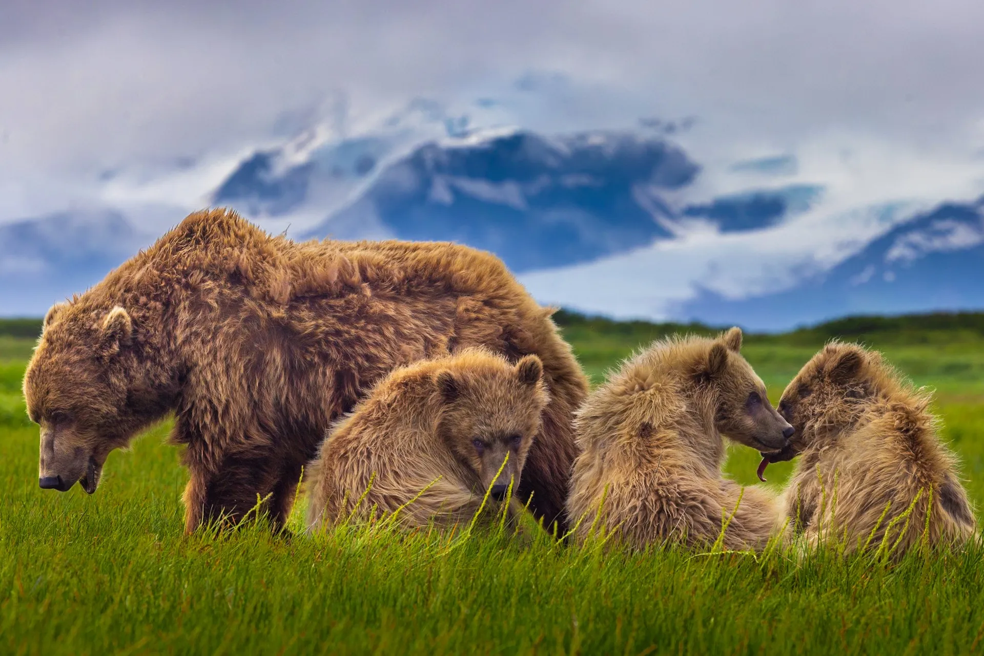 A mother brown bear grazing with her cubs in a coastal meadow beneath snow-capped peaks, Lake Clark National Park, Alaska — fine art wildlife photography print by Paul Anderson
