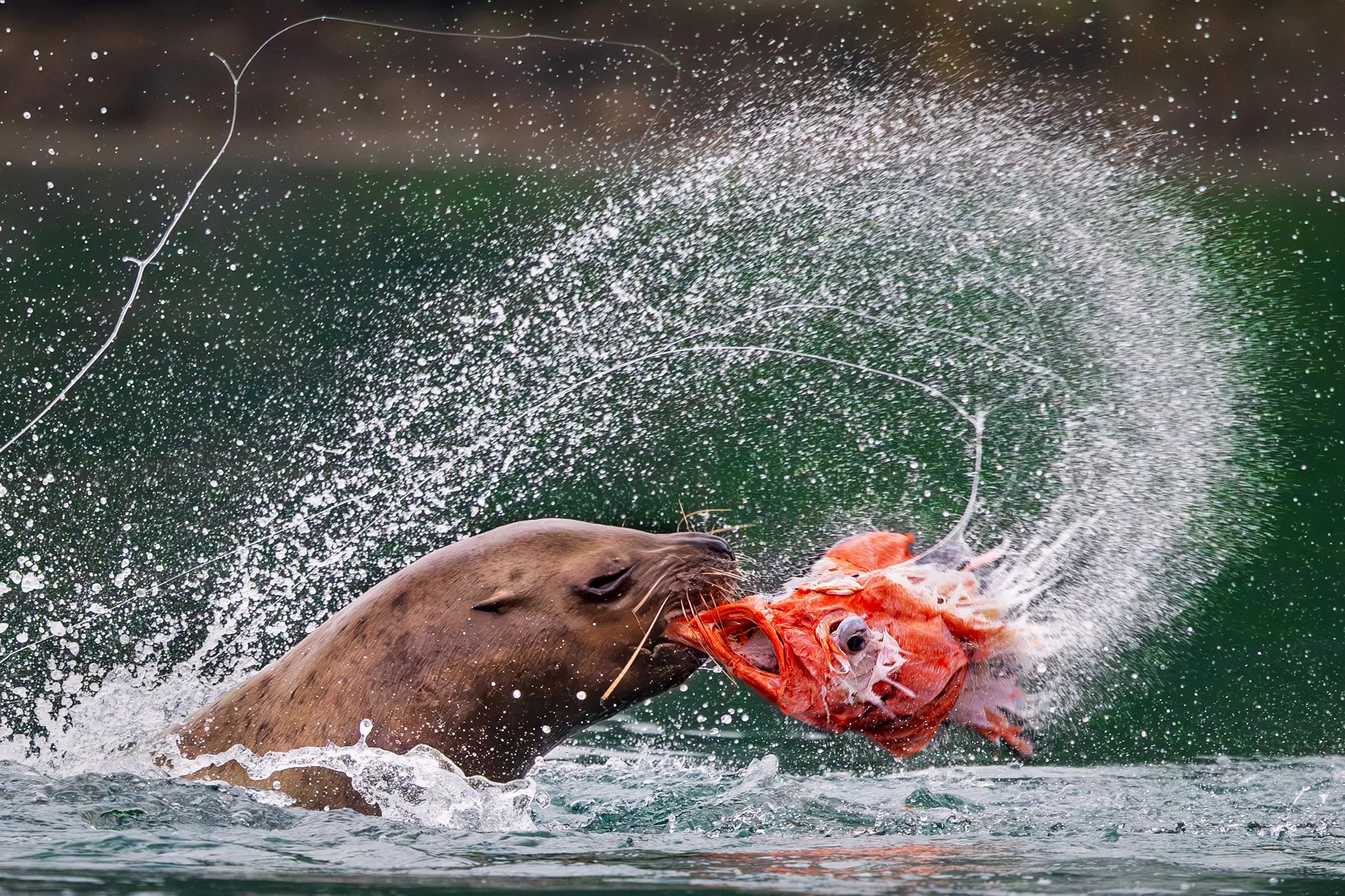 A brown bear catching a sockeye salmon in an explosion of spray, Alaska — fine art wildlife photography print
