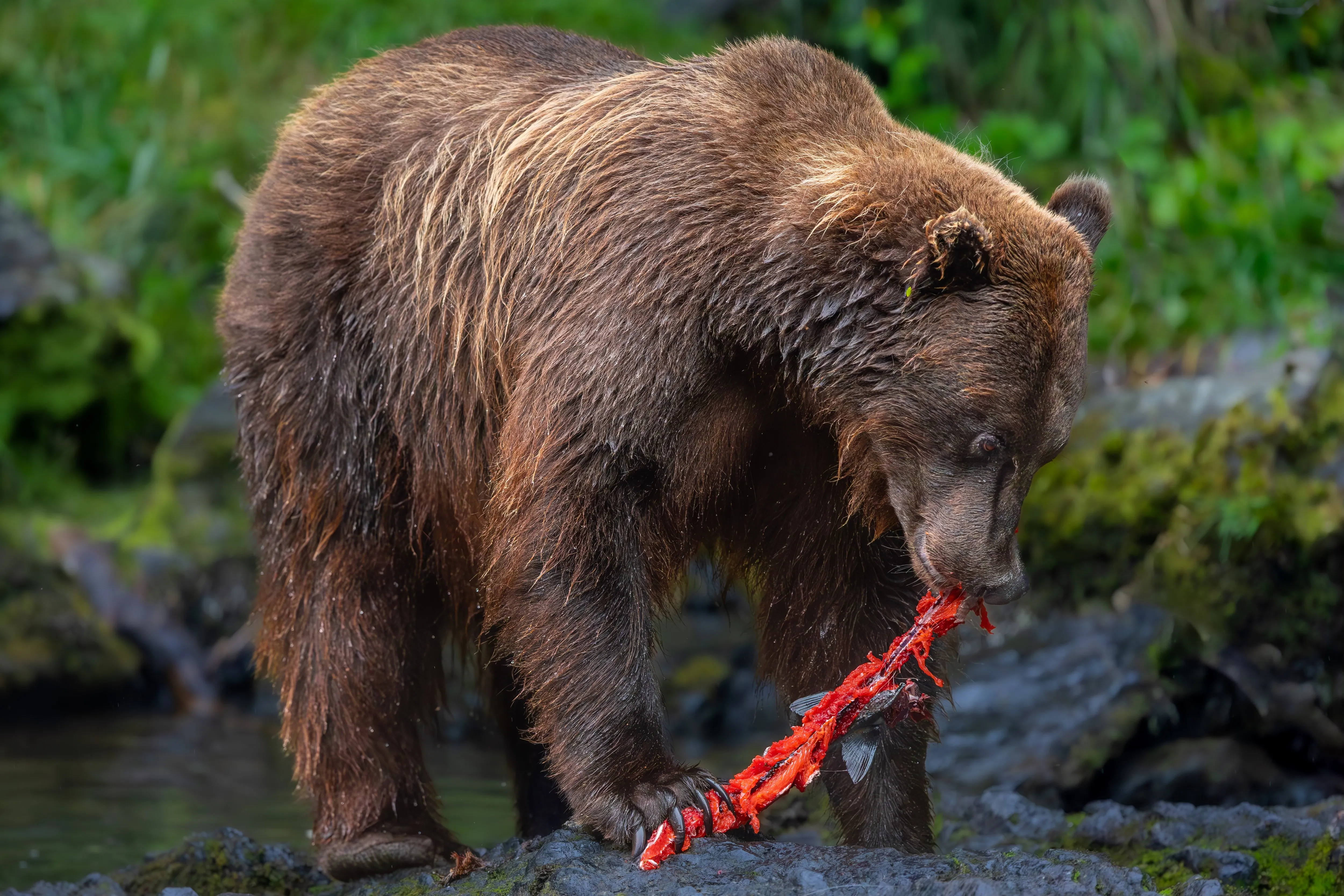 A grizzly bear standing in a river with a fresh-caught salmon, Alaska — fine art wildlife print