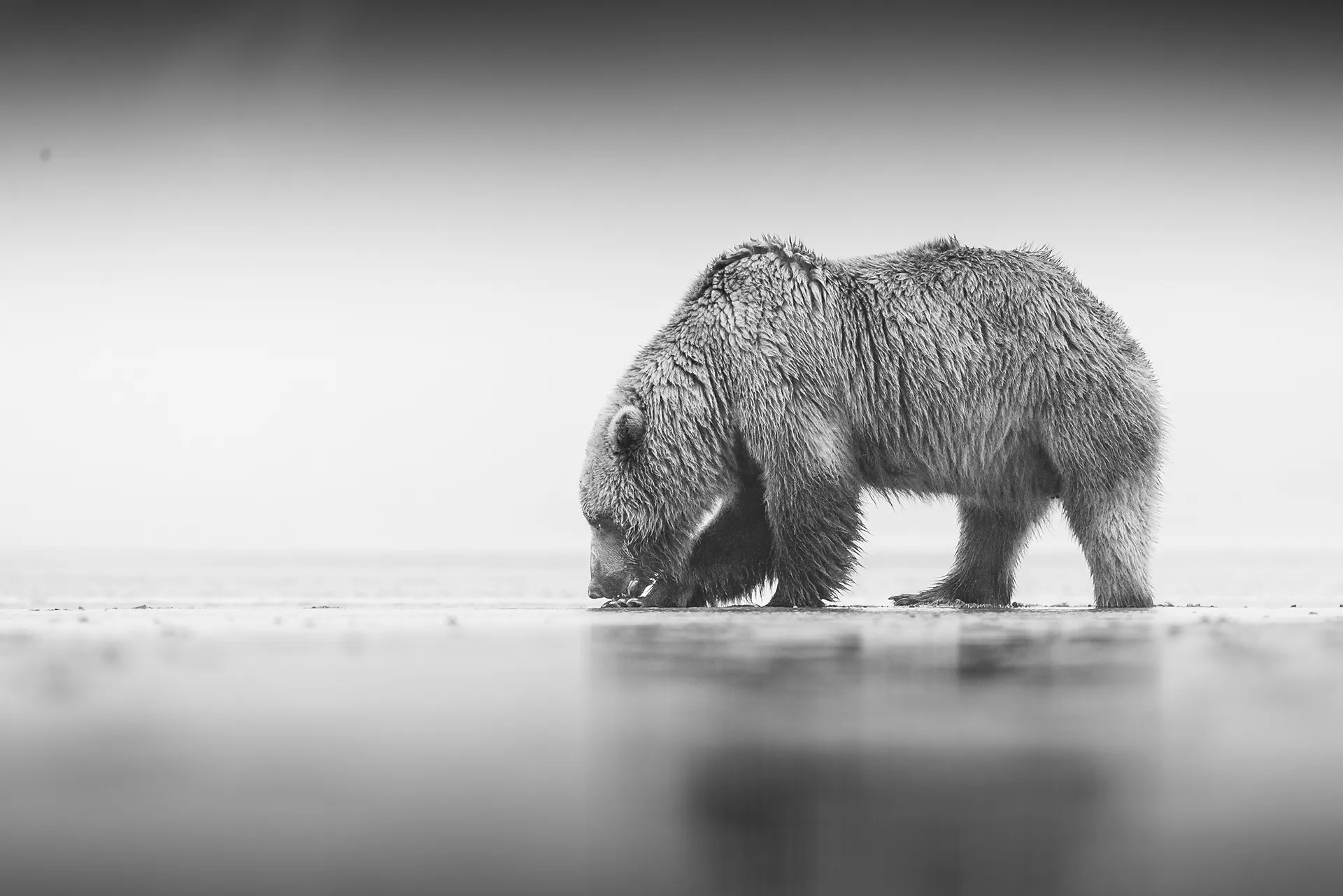 Solitude — fine art wildlife photography print by Paul Anderson, Katmai, Alaska