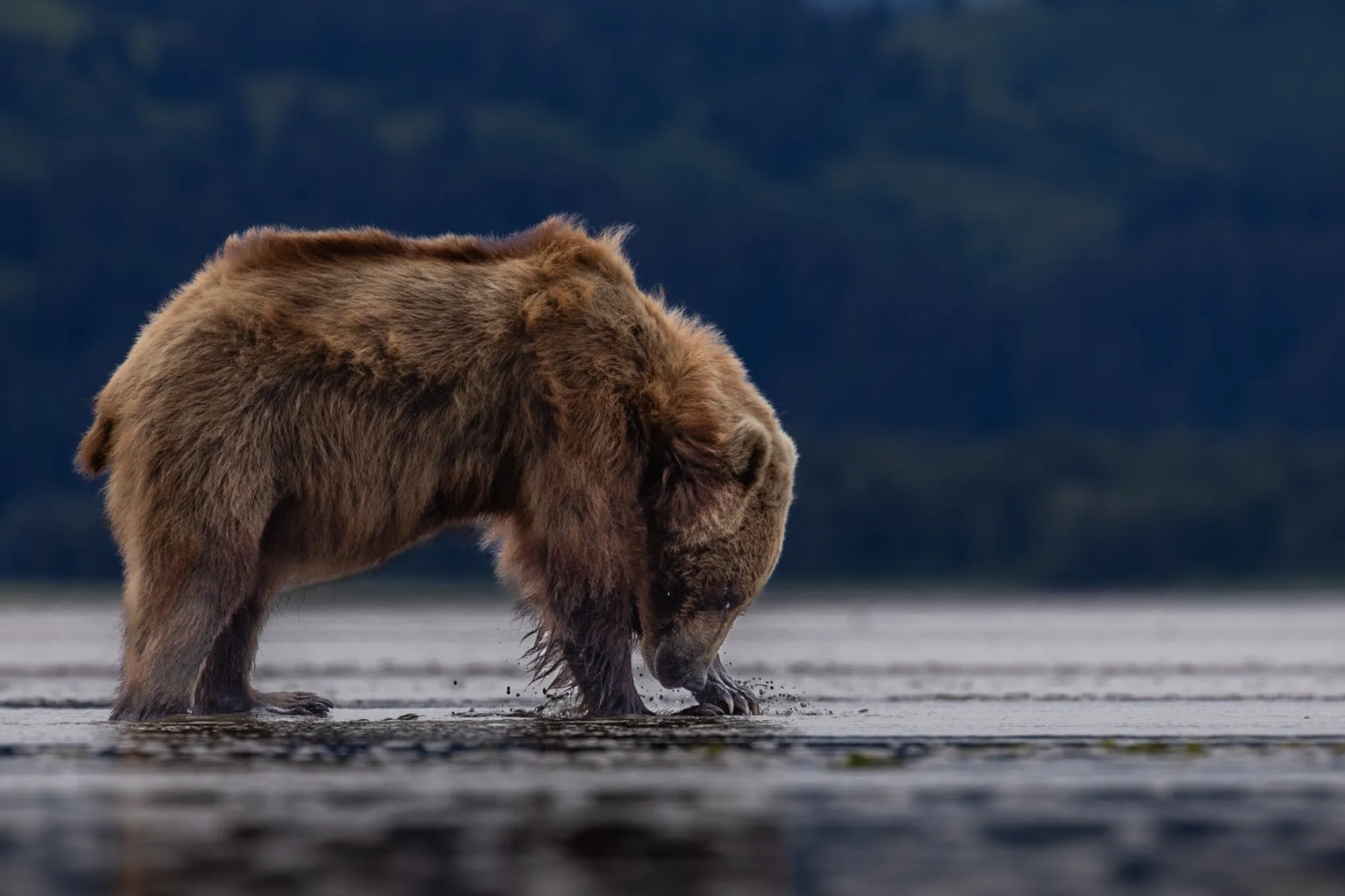A brown bear crossing the mud flats at low tide, Lake Clark National Park, Alaska — fine art wildlife photography print by Paul Anderson