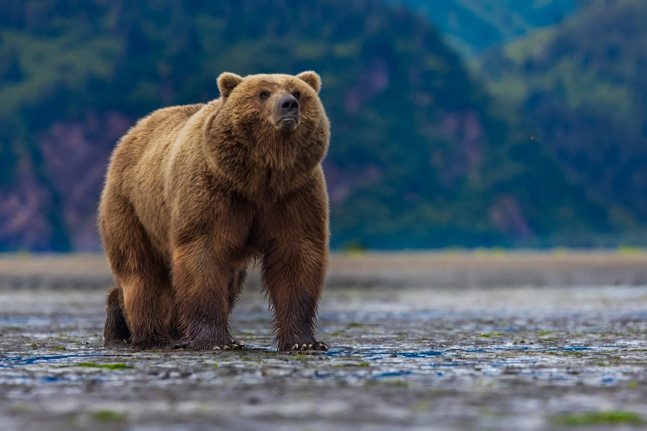A coastal brown bear foraging along the shoreline at low tide, Lake Clark National Park, Alaska — fine art wildlife photography print by Paul Anderson