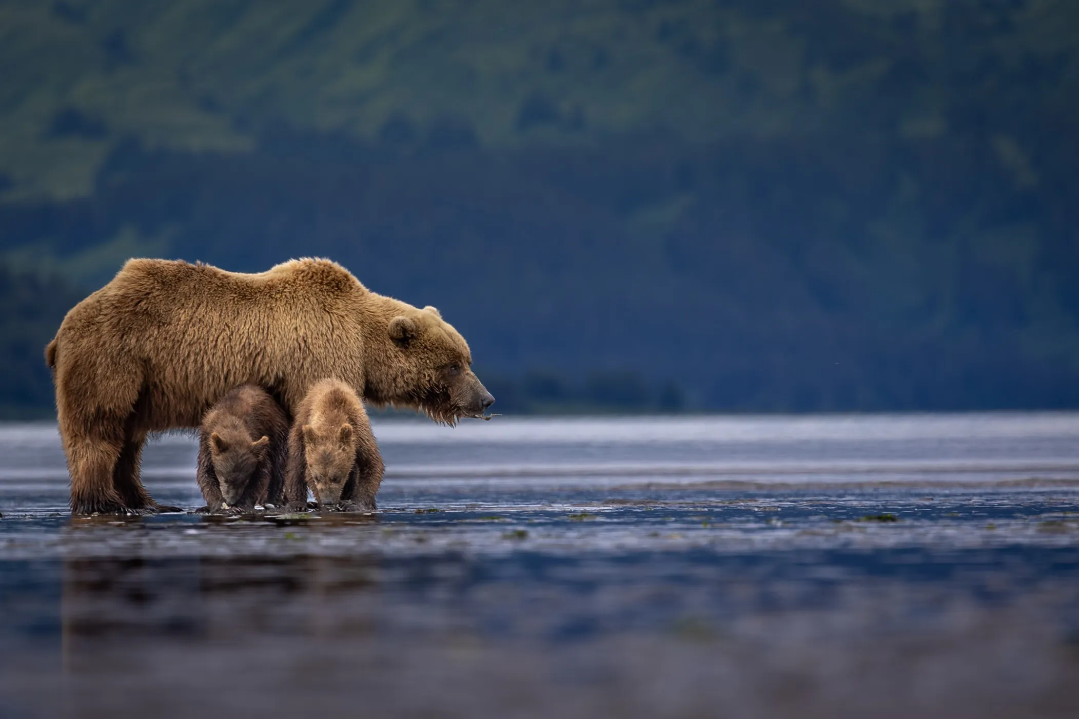 A brown bear strolling along an Alaskan tidal flat, Lake Clark National Park — fine art wildlife photography print by Paul Anderson