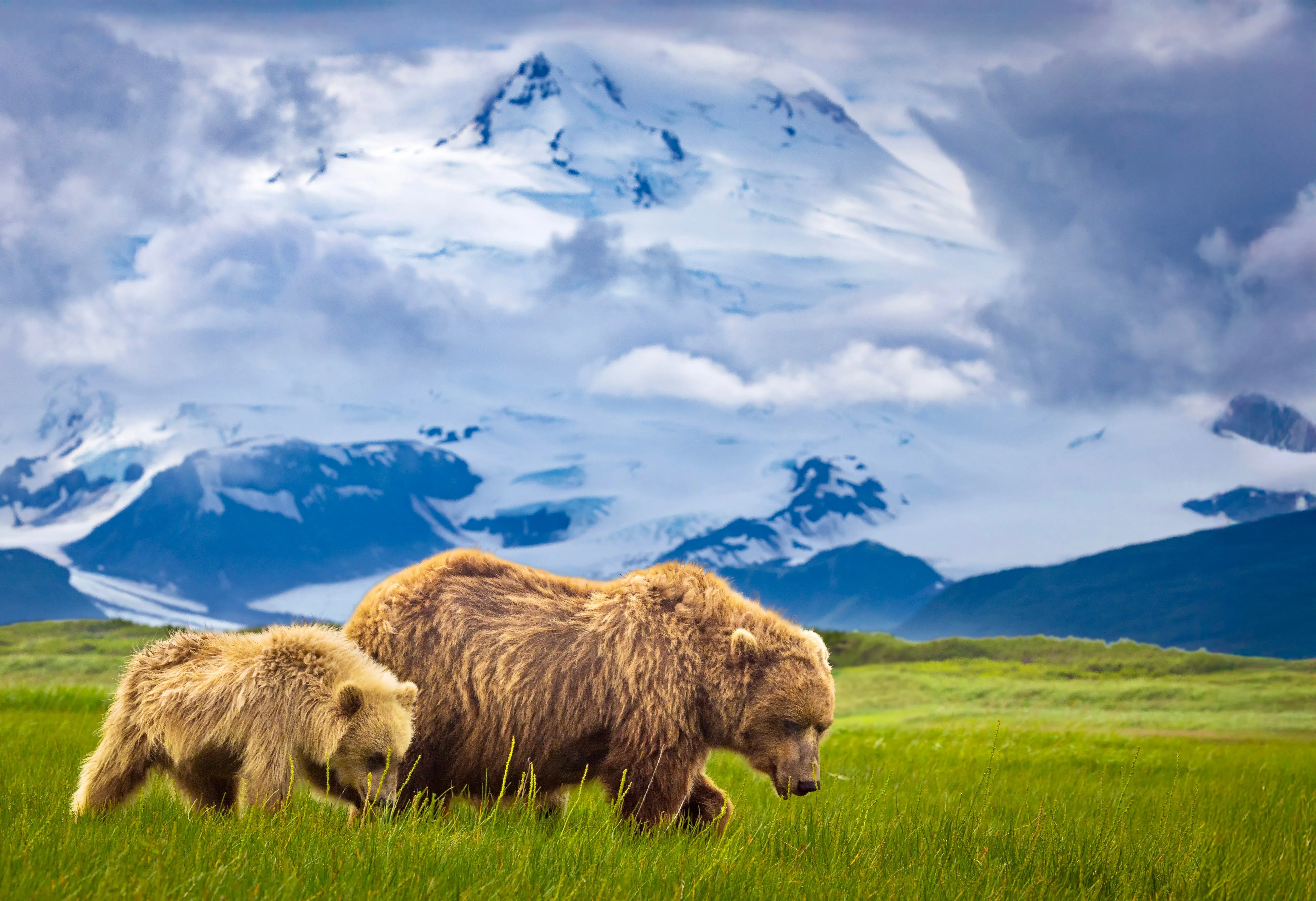 Coastal Bears — fine art wildlife photography print by Paul Anderson, Lake Clark, Alaska
