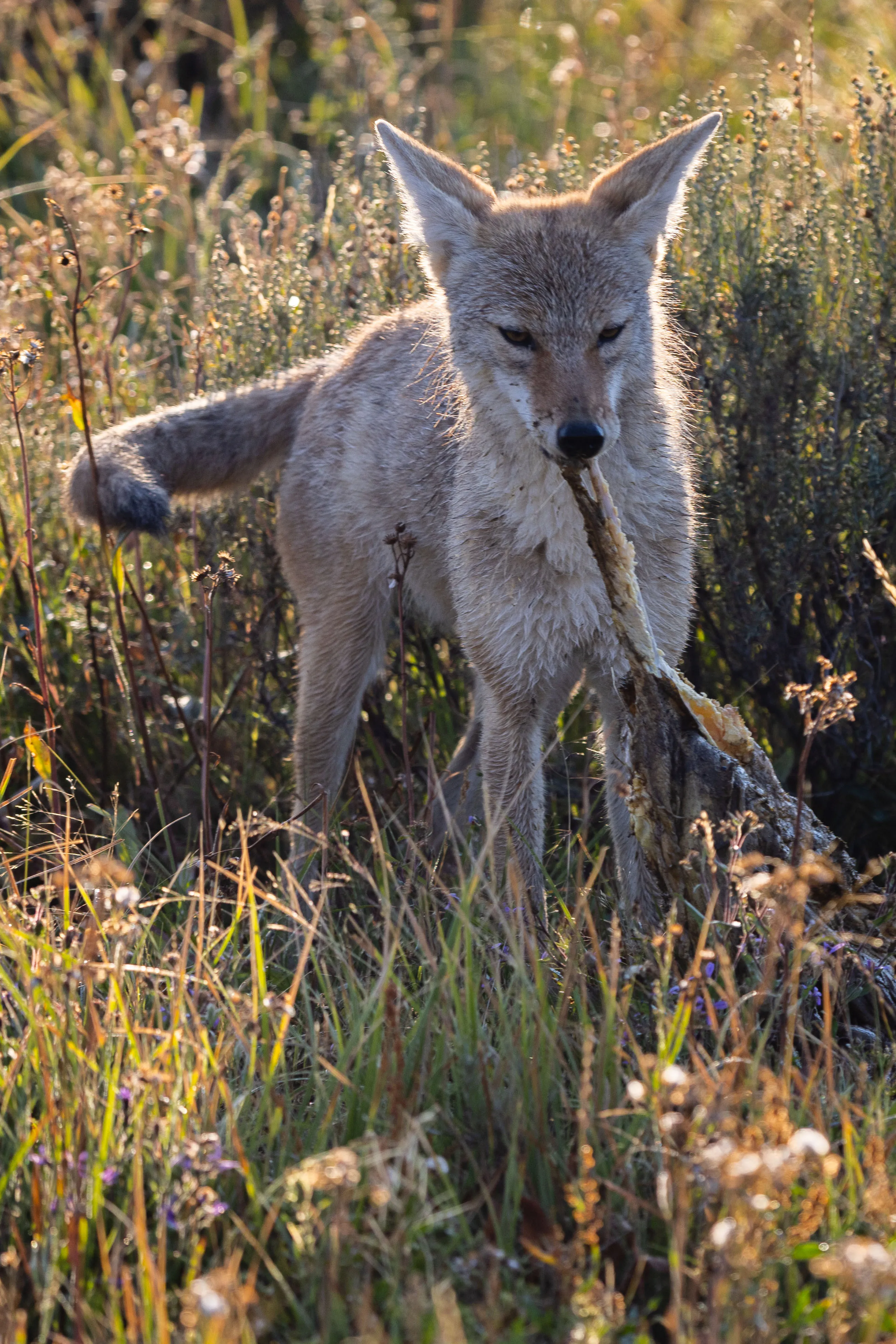 A coyote standing alert in golden autumn grass — fine art wildlife photography print