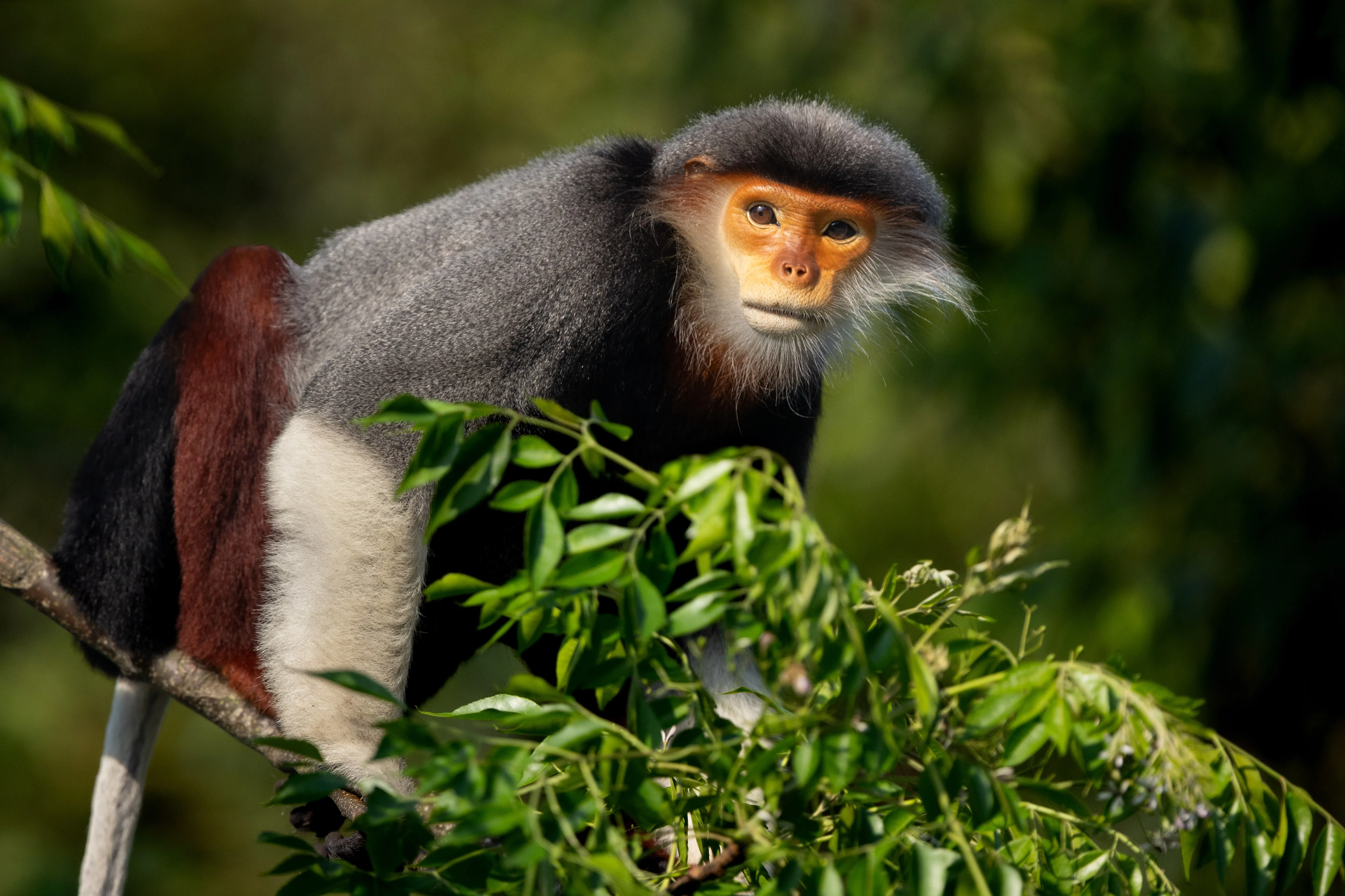 A red-shanked douc langur with vivid markings perched on a branch, Vietnam — fine art wildlife print
