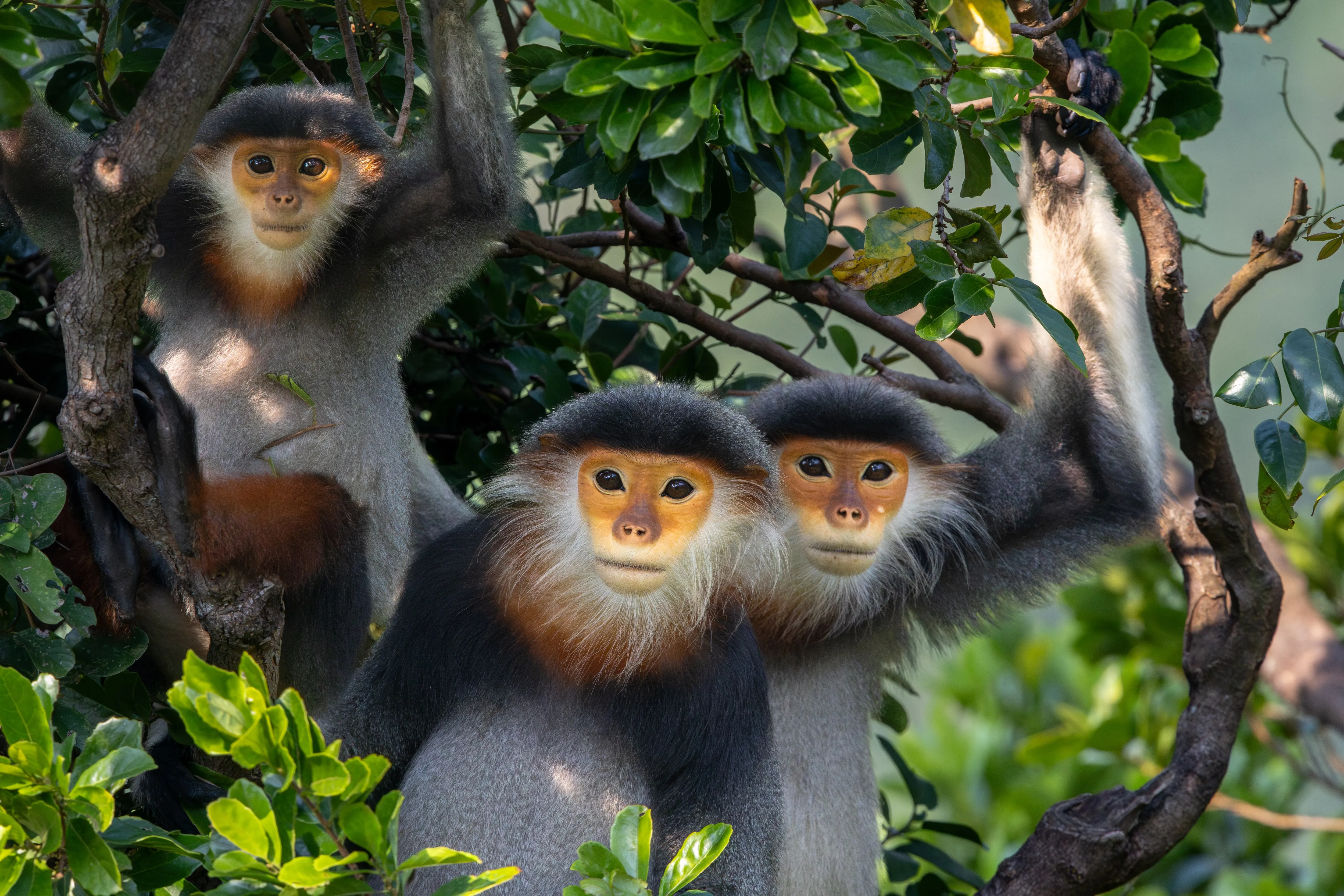 A pair of red-shanked douc langurs together in the canopy, Vietnam — fine art wildlife print