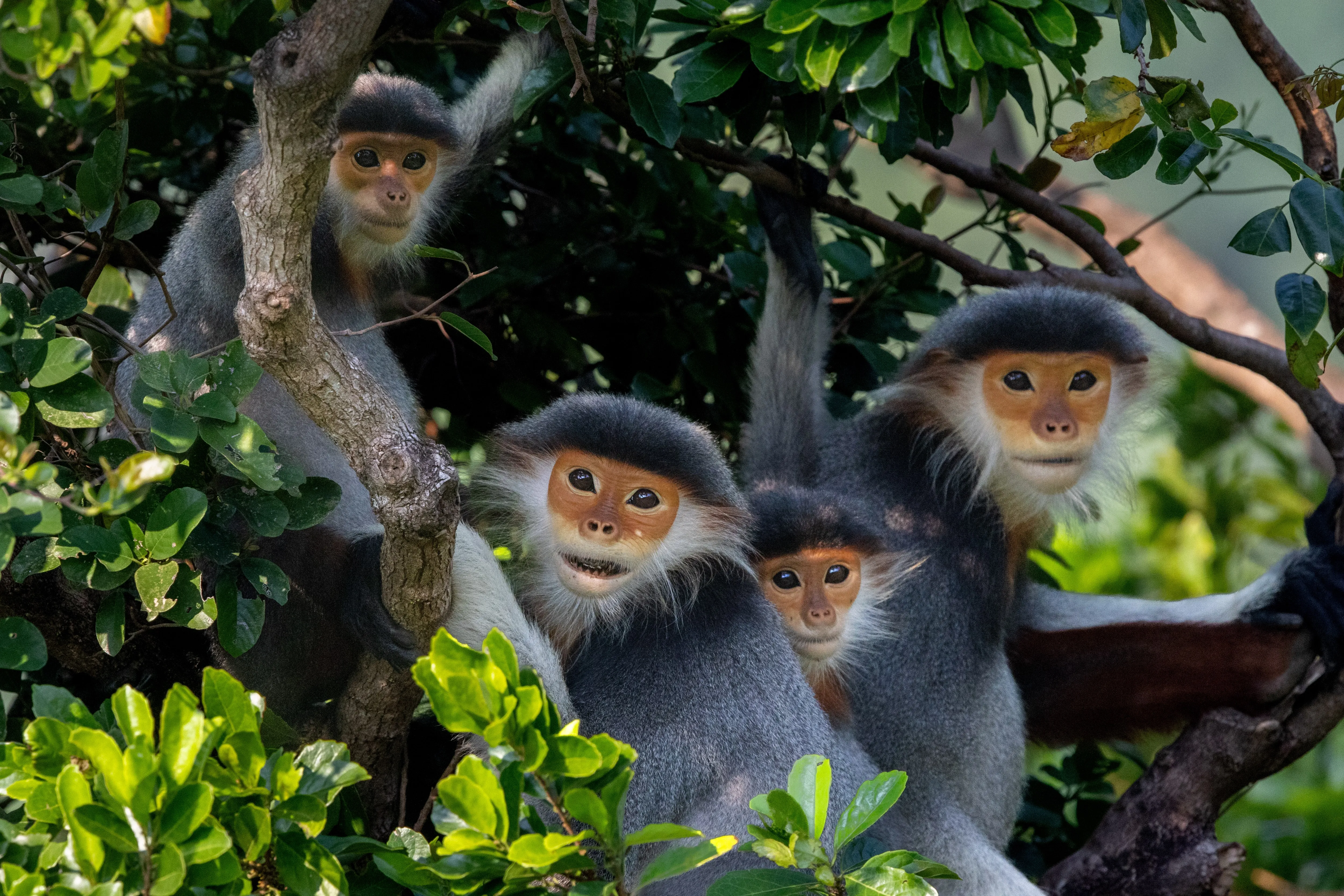 A troop of red-shanked douc langurs gathered in the trees, Vietnam — fine art wildlife print