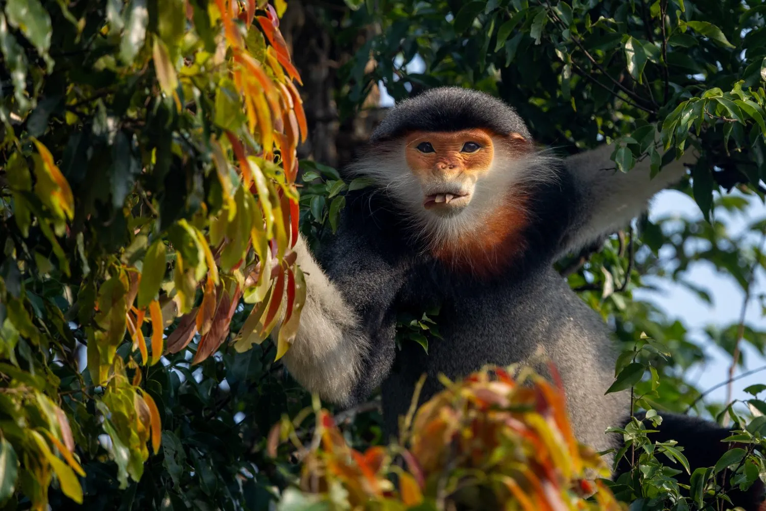 A red-shanked douc langur with vivid markings in the forest canopy