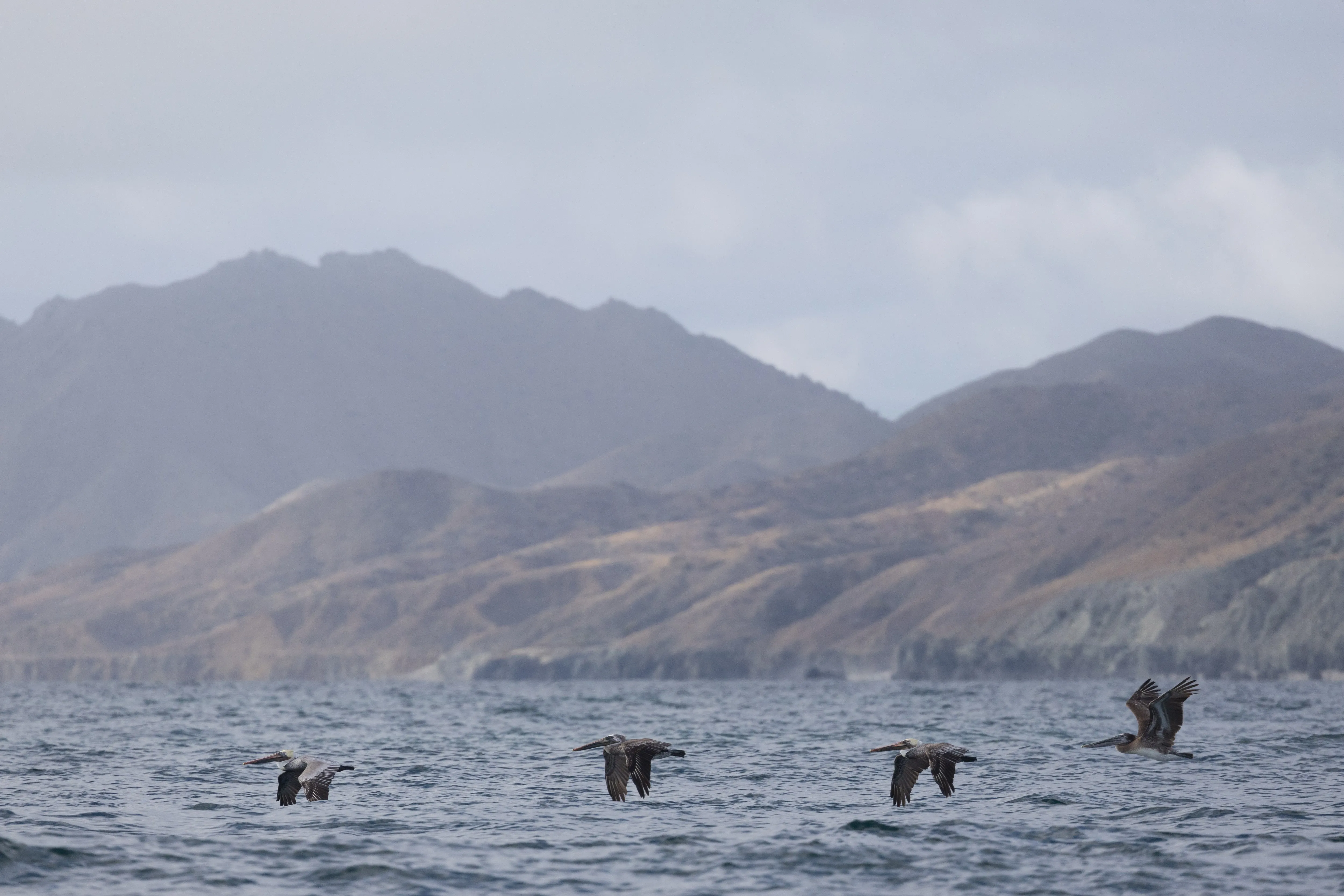 A line of waterfowl flying low over a lake beneath mountains — fine art bird photography print