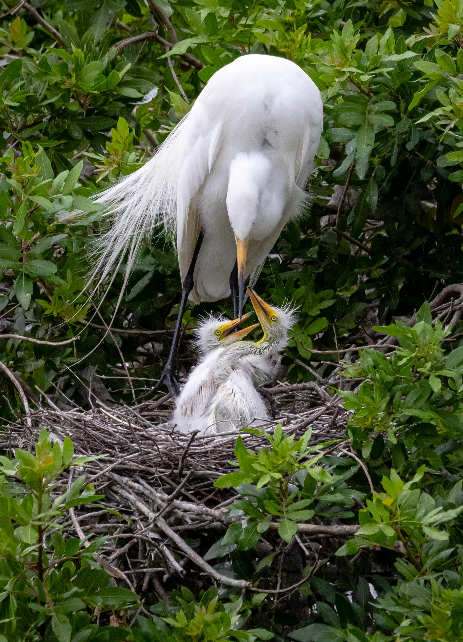A great egret tending its chicks at the nest, Florida — fine art bird photography print