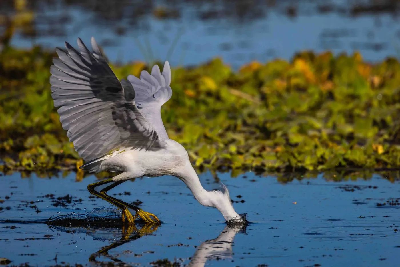 A great egret striking at the water in the Florida Everglades — fine art bird photography print