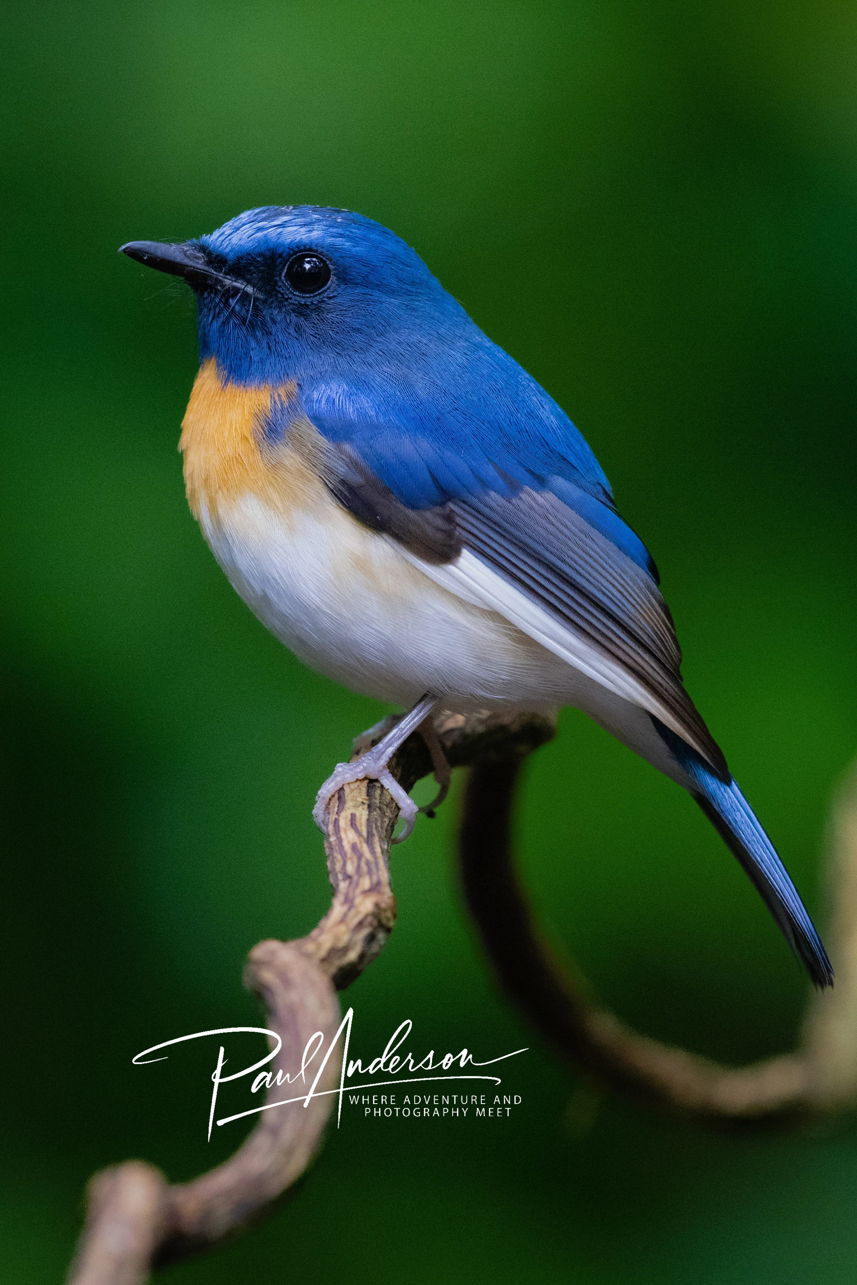 A vivid blue-throated flycatcher perched on a slender branch — fine art bird photography print