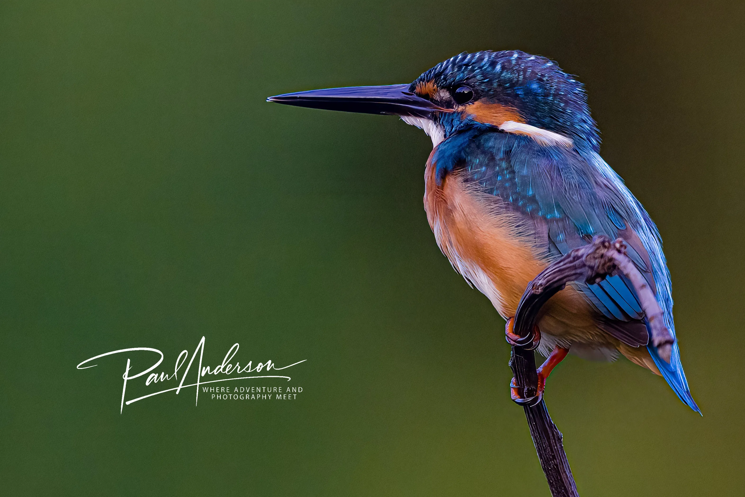 A common kingfisher in iridescent blue and orange, perched above water — fine art bird print