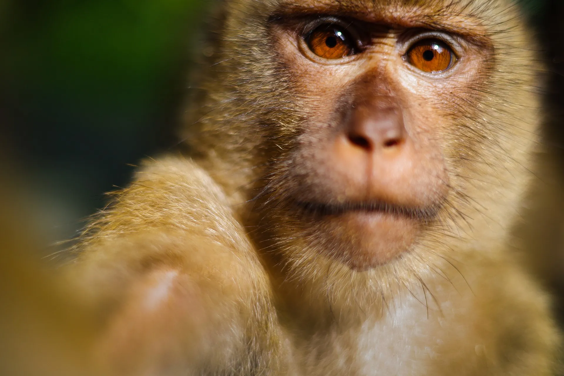 A close portrait of a long-tailed macaque, Borneo, Malaysia — fine art wildlife photography print by Paul Anderson