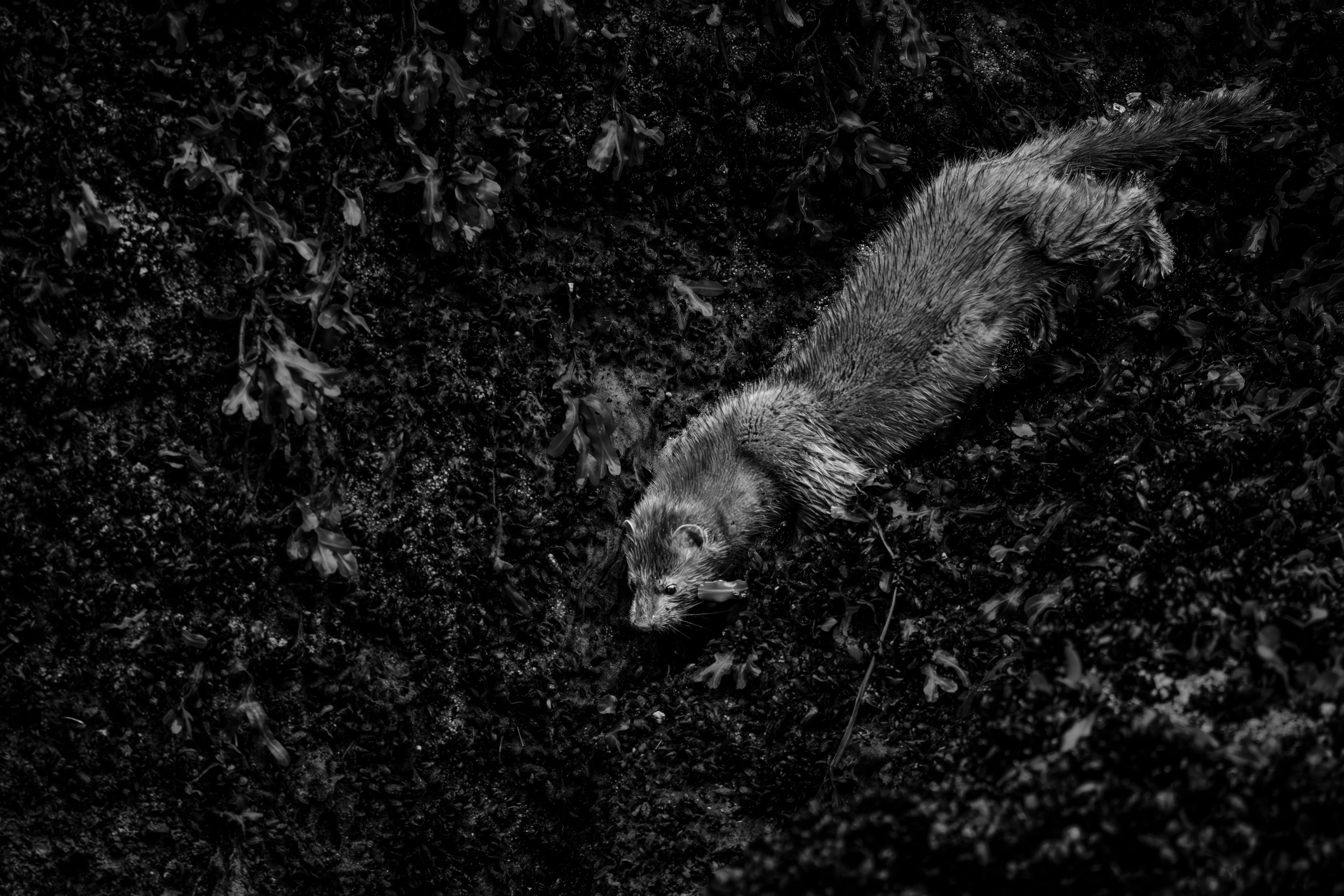 A wild mink moving across dark rocks, rendered in black and white — fine art wildlife print