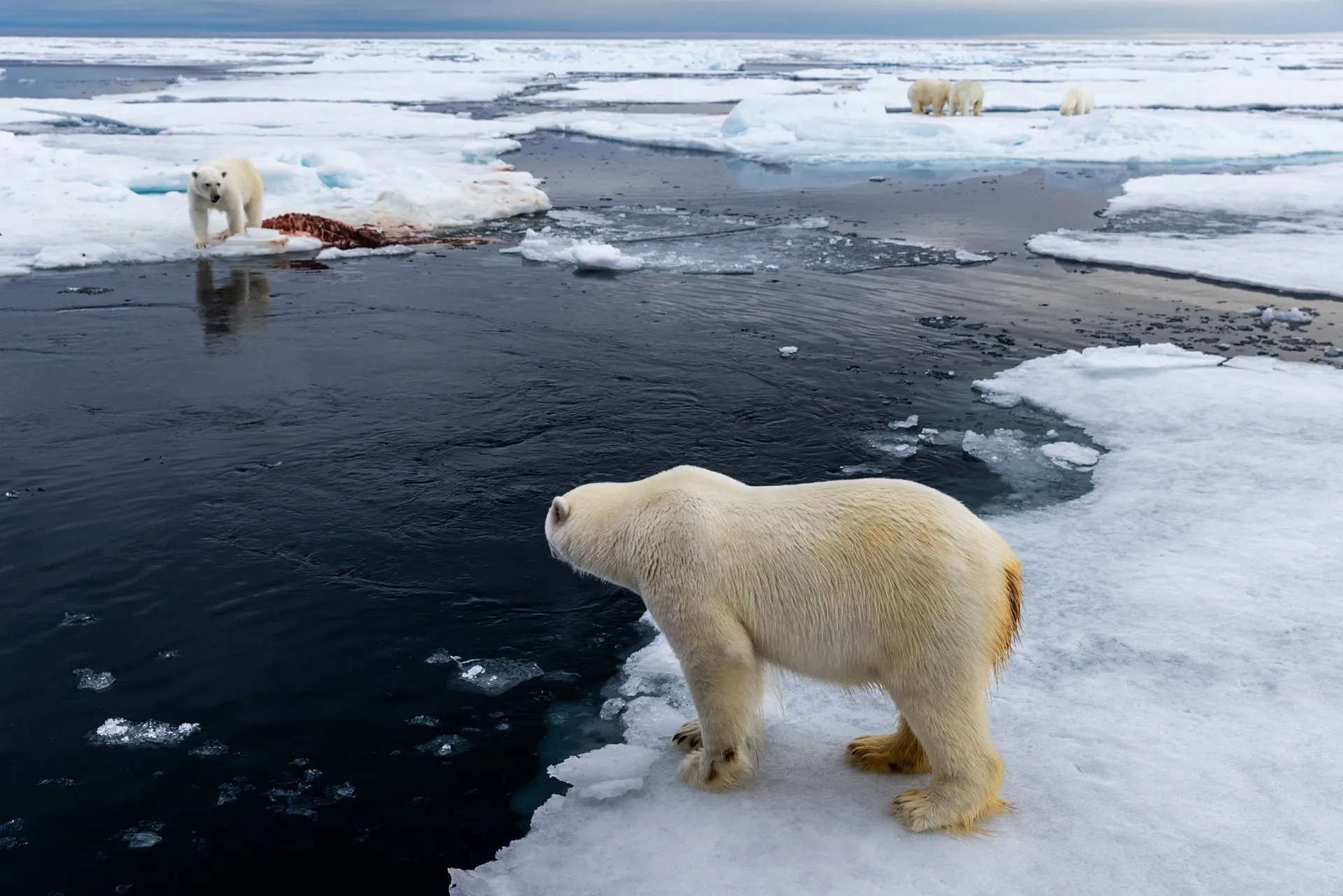 A polar bear swimming between sea-ice floes in the high Arctic, Svalbard, Norway — fine art wildlife photography print by Paul Anderson