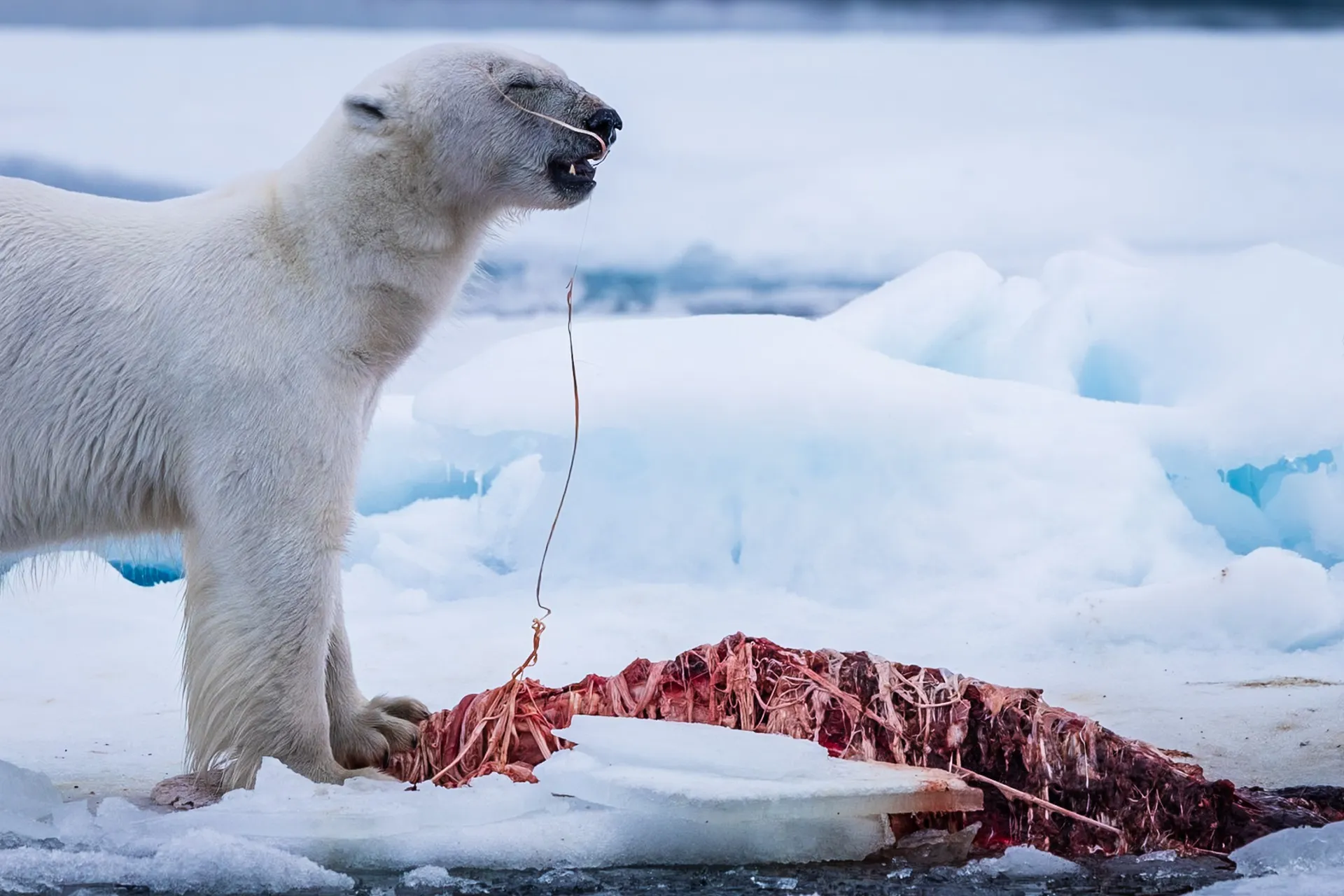 A polar bear feeding on a seal kill on the Arctic ice, Svalbard, Norway — fine art wildlife photography print by Paul Anderson