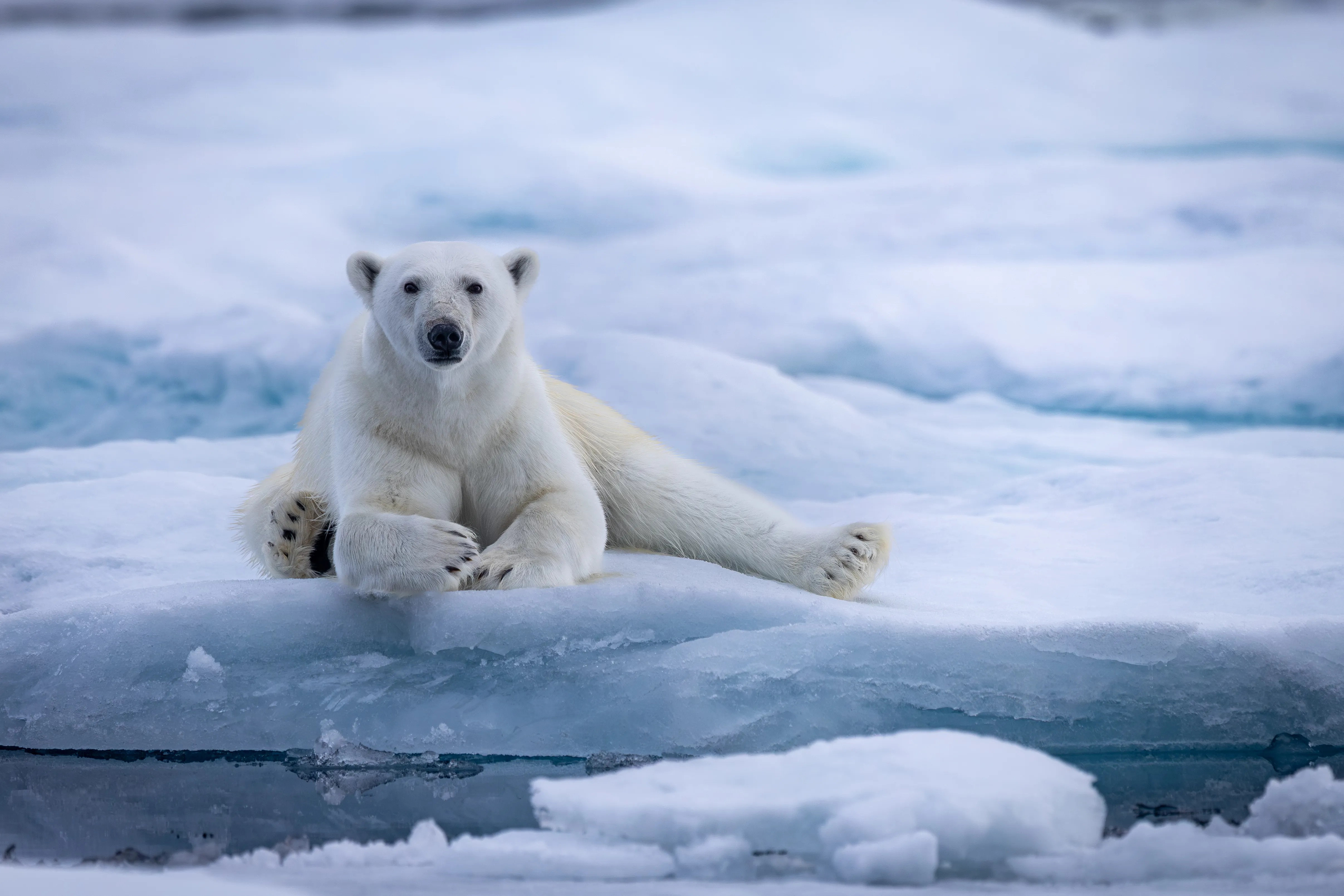 Ice Throne — fine art wildlife photography print by Paul Anderson, Svalbard, Norway