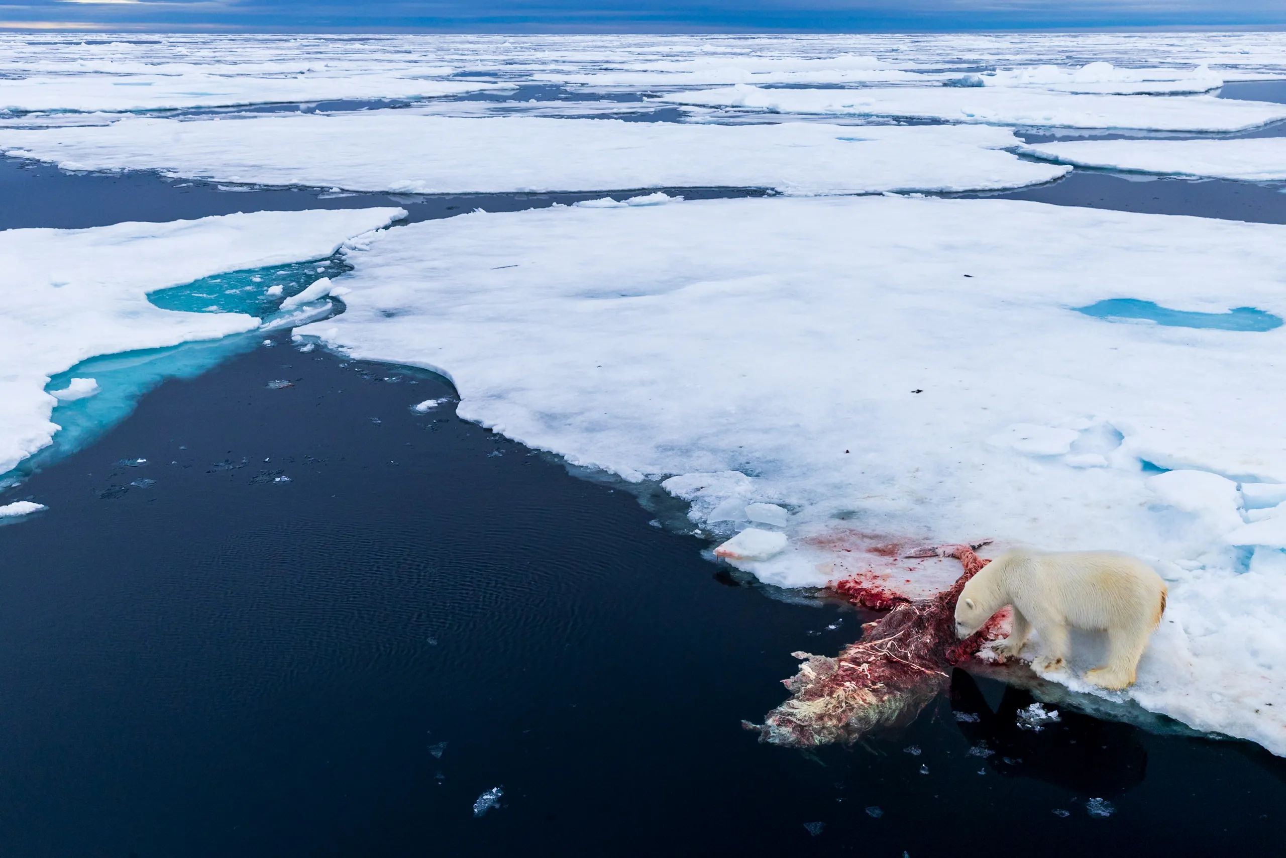 Spoils — fine art wildlife photography print by Paul Anderson, Svalbard, Norway