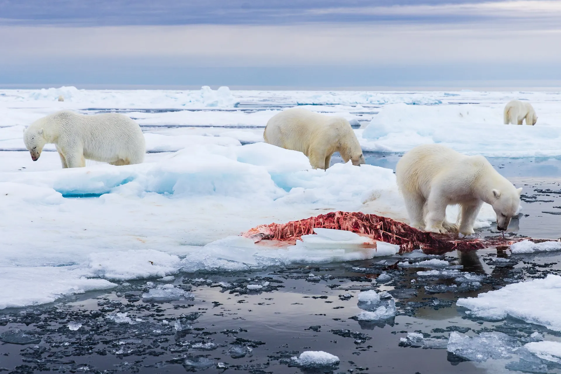 On Thin Ice — fine art wildlife photography print by Paul Anderson, Svalbard, Norway