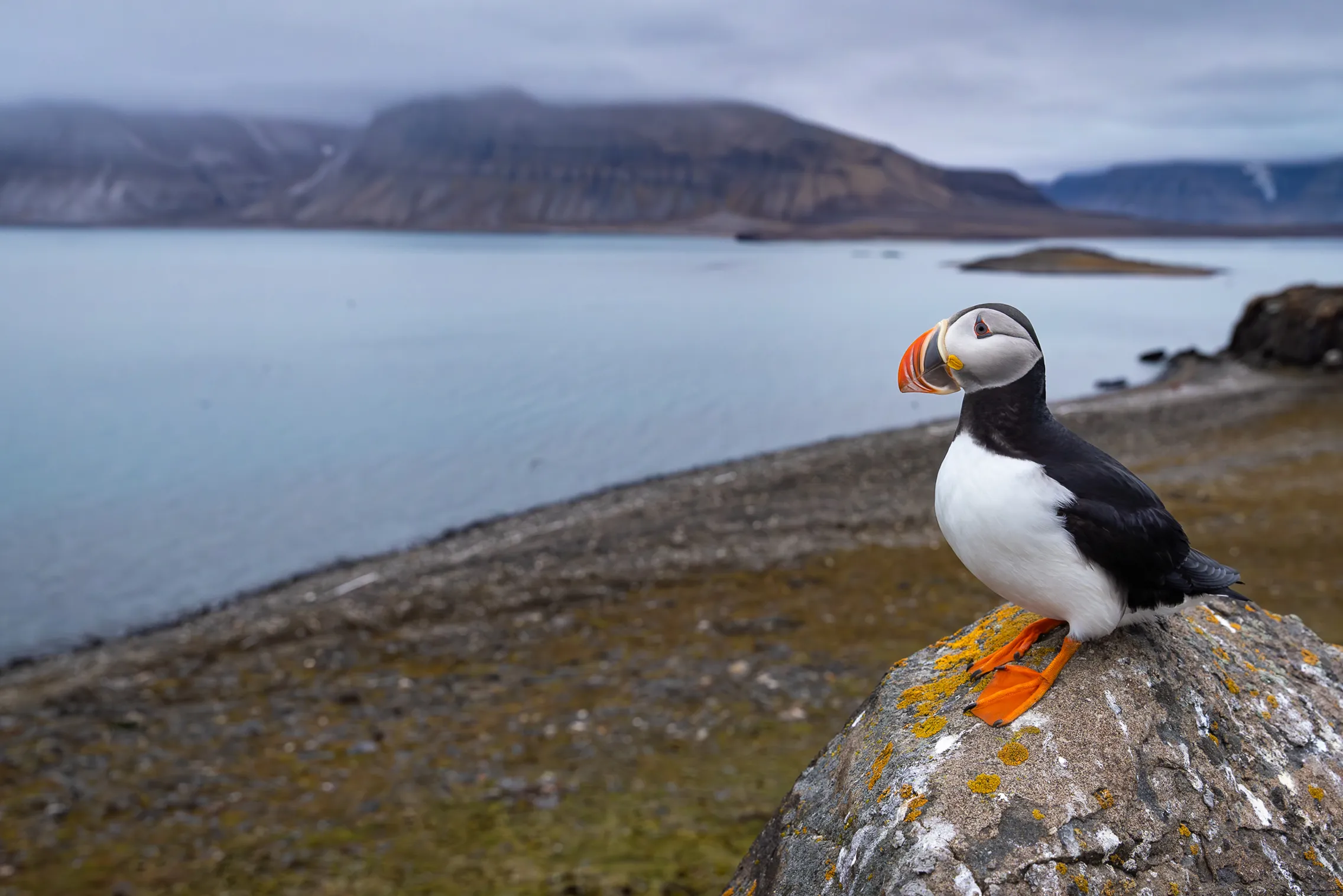 The Puffin — fine art bird photography print by Paul Anderson, Iceland