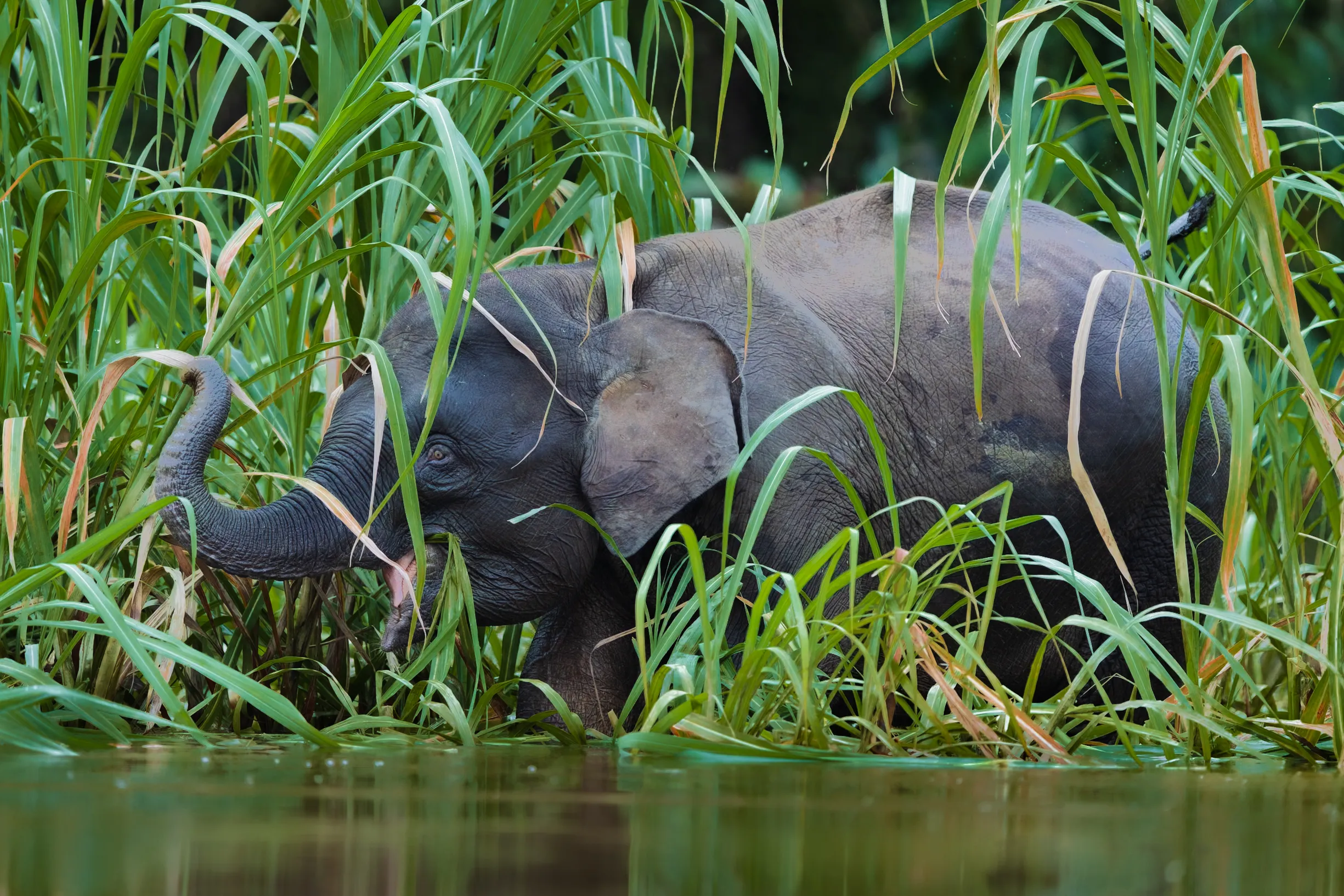 Armored — fine art wildlife photography print by Paul Anderson, Asia