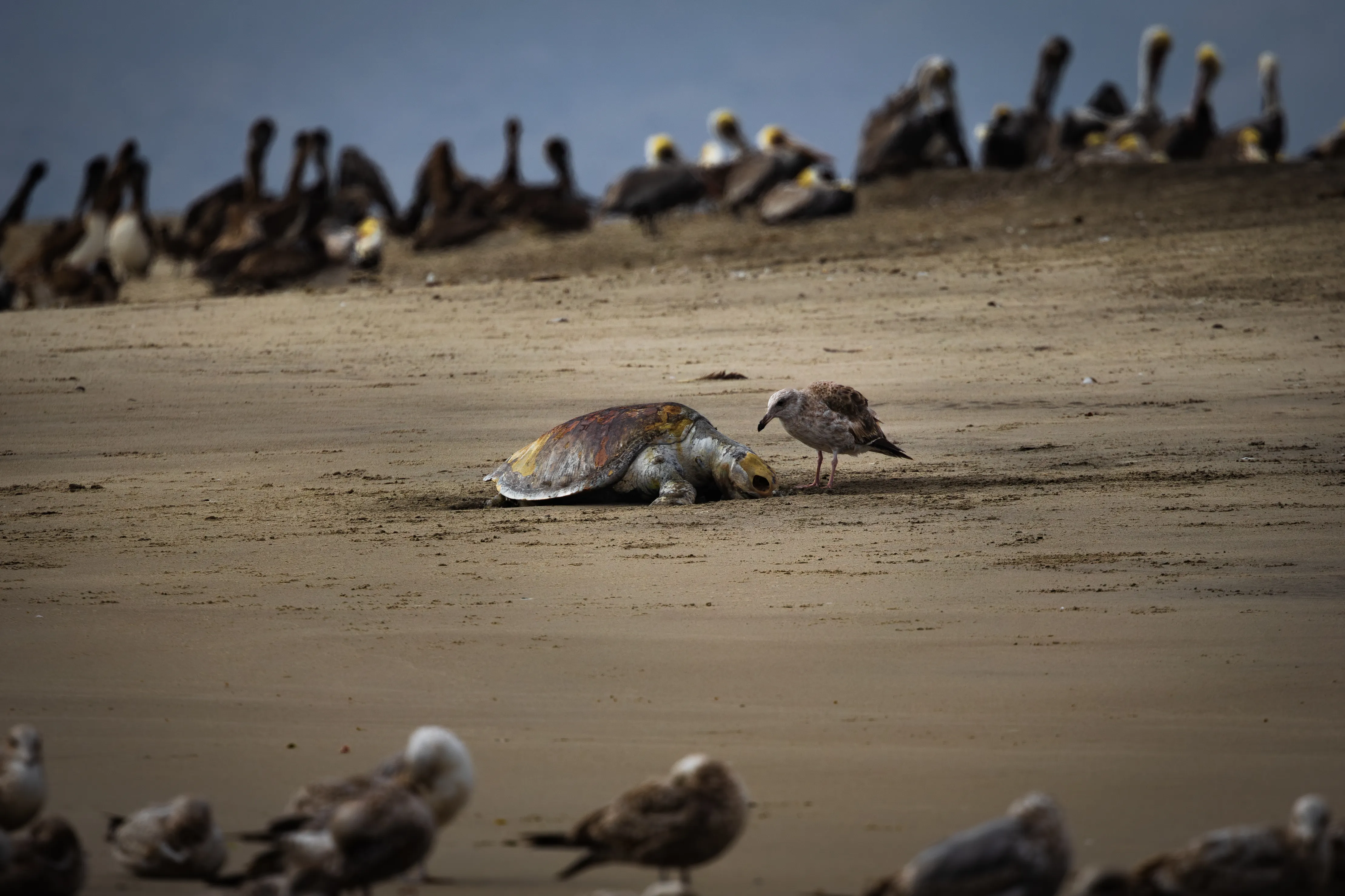 A colony of sea lions hauled out on coastal rocks — fine art wildlife photography print