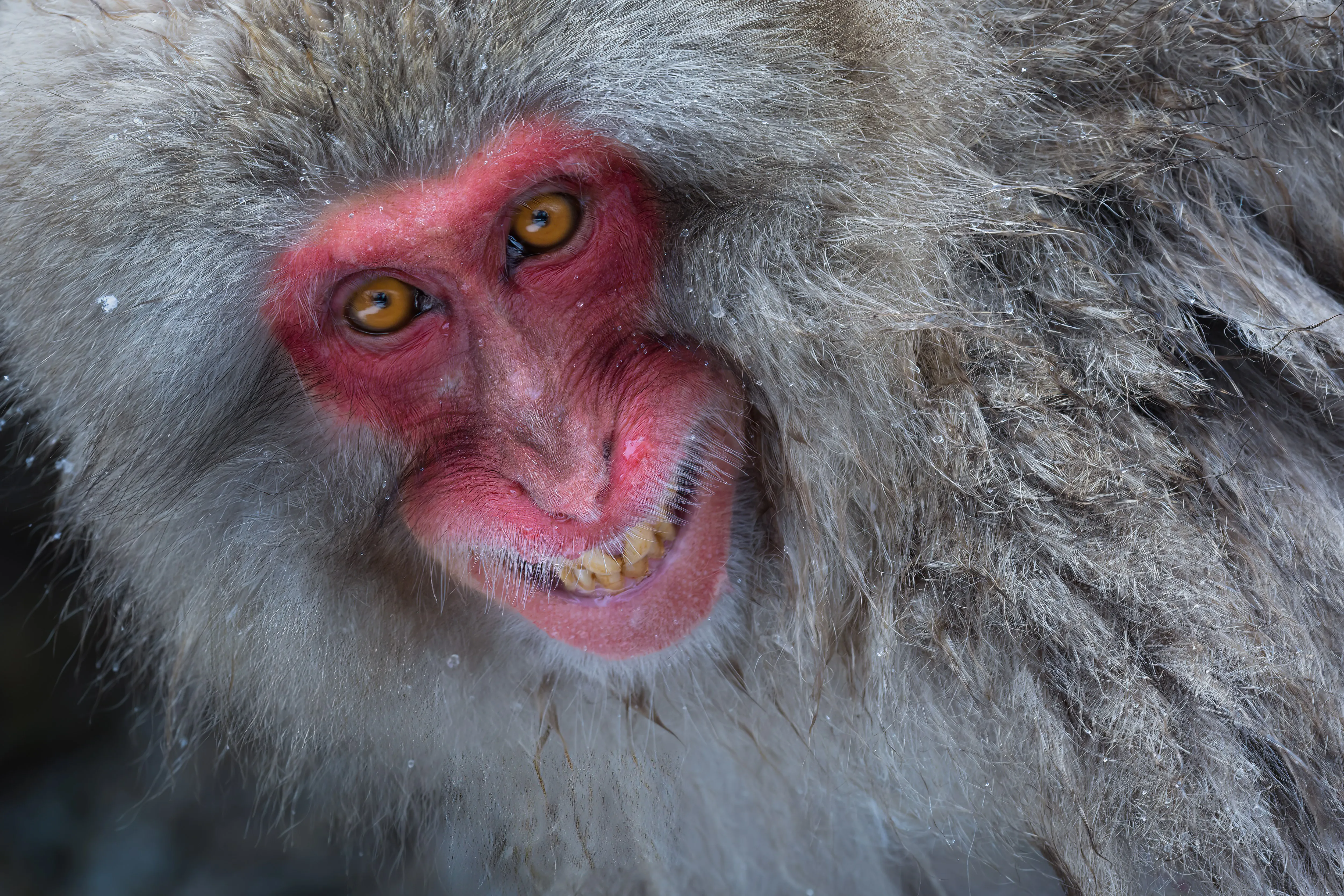 A close-up of a Japanese macaque’s expressive red face, Nagano — fine art wildlife print