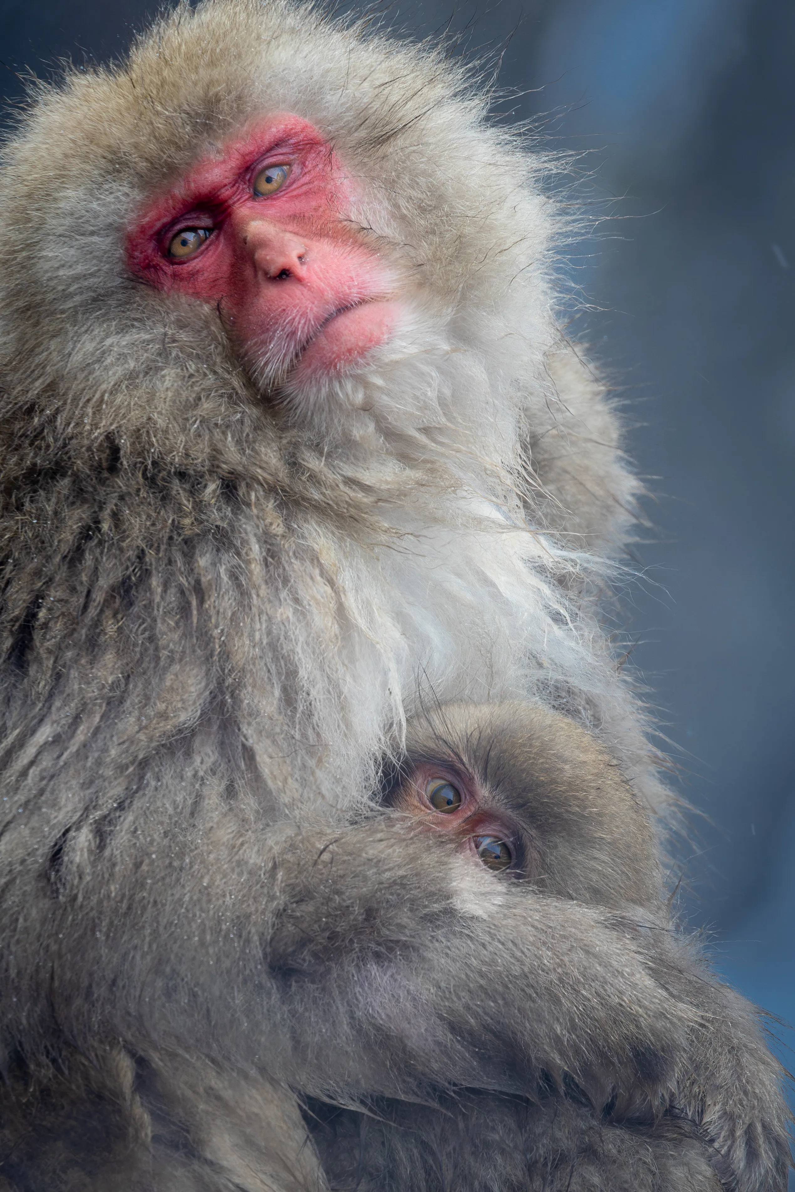 A Japanese snow monkey mother sheltering her baby in the cold, Nagano — fine art wildlife print