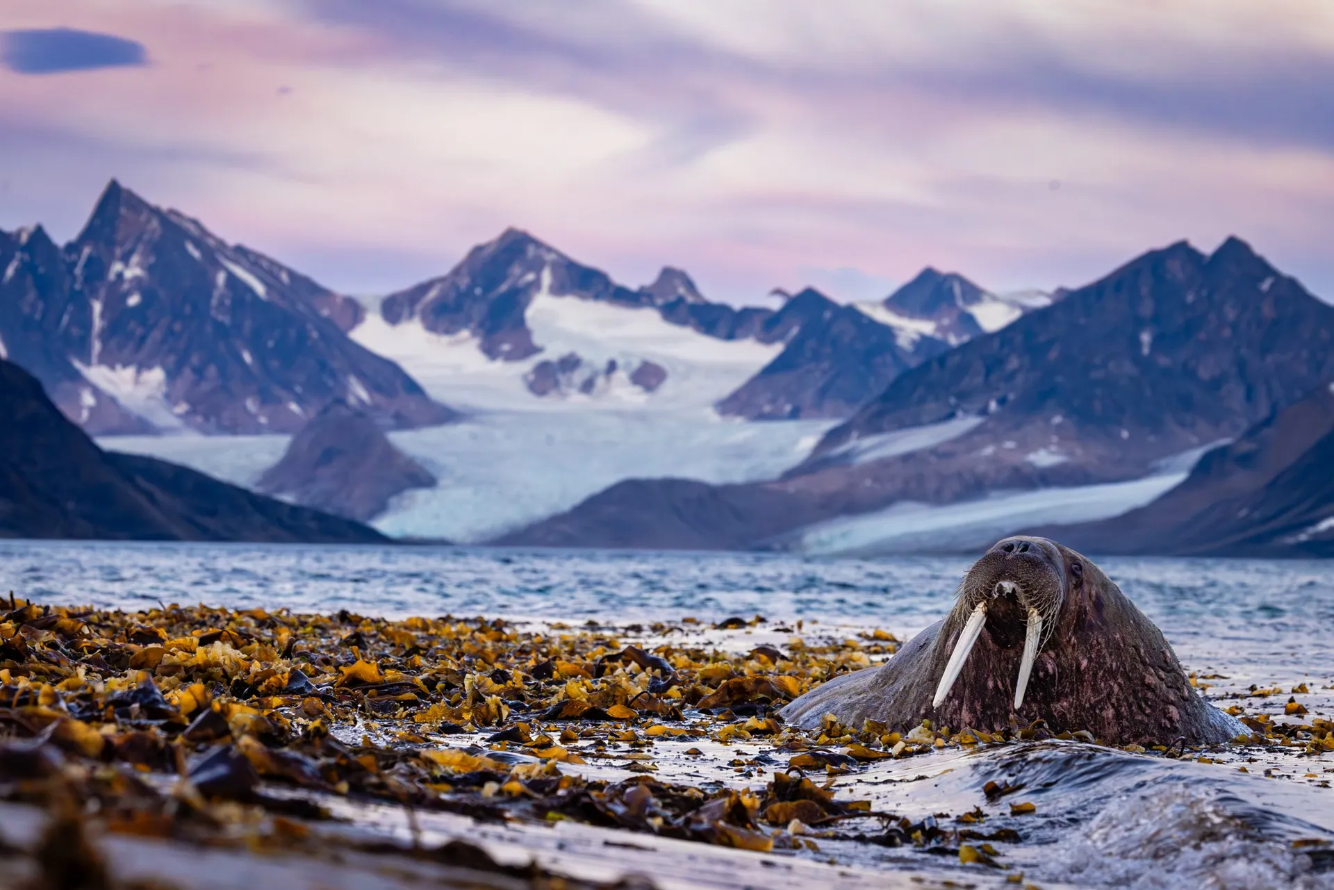 A walrus hauled out on a kelp shoreline beneath a tidewater glacier, Svalbard, Norway — fine art wildlife photography print by Paul Anderson