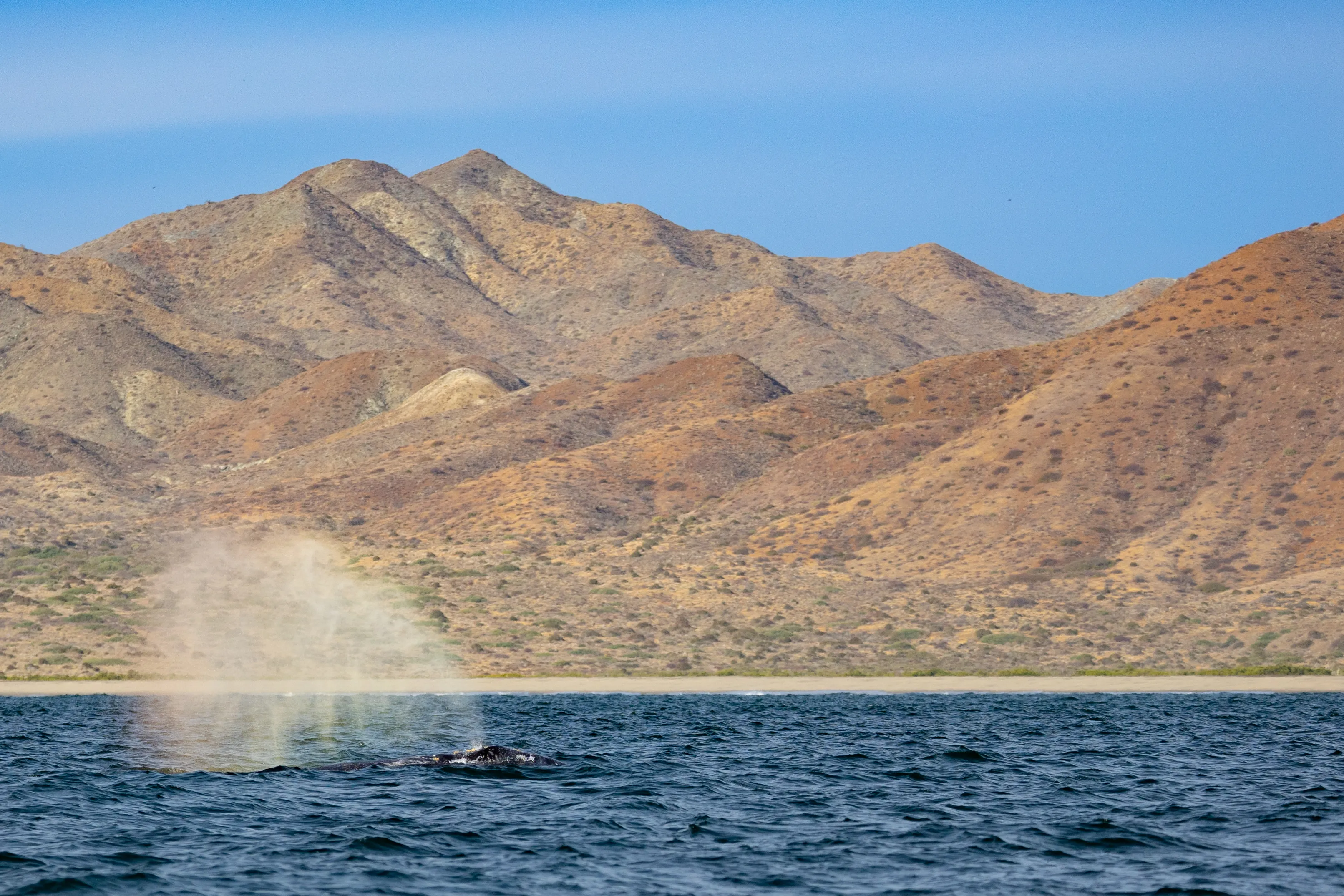 A whale’s spout rising off a rugged desert coastline — fine art landscape and wildlife print